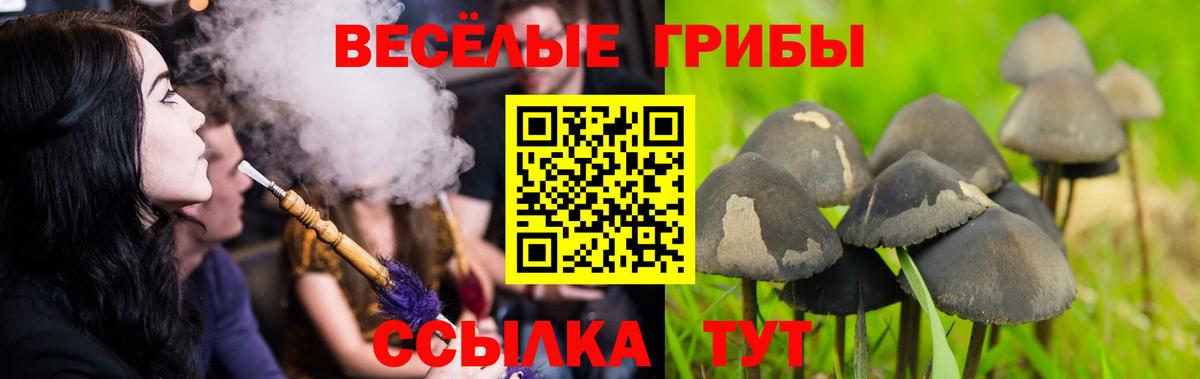 Галлюциногенные грибы GOLDEN TEACHER  Вход с VPN  Нефтекумск  Псилоцибиновые грибы Cubensis 